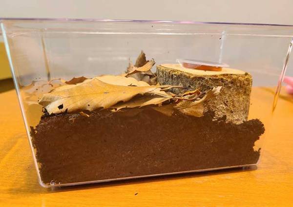 カブトムシの育て方を動画でチェック！　土や餌、水の上げ方など最適な頻度は？