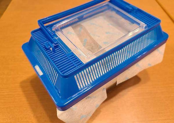 カブトムシの育て方を動画でチェック！　土や餌、水の上げ方など最適な頻度は？