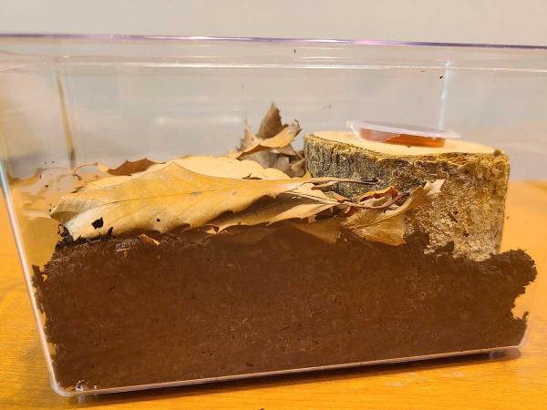 カブトムシの育て方を動画でチェック！　土や餌、水の上げ方など最適な頻度は？