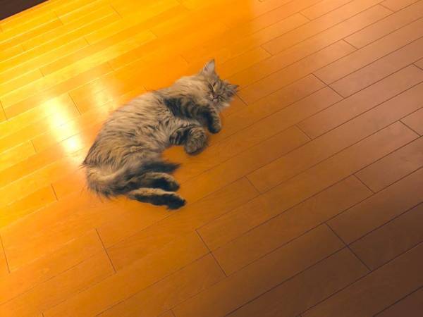 嘔吐しグッタリした猫　検査を受けて判明した原因に、驚き　「予想外すぎ」