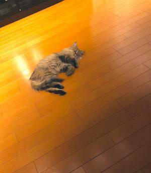 嘔吐しグッタリした猫　検査を受けて判明した原因に、驚き　「予想外すぎ」