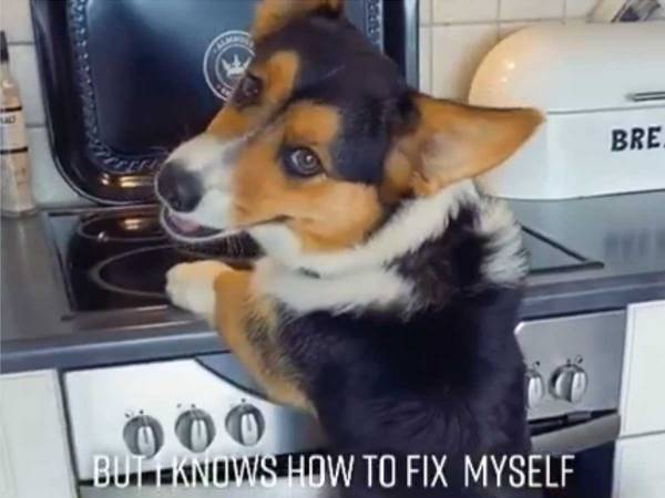 短足コーギーがカウンターの上に？　その『方法』が「賢すぎる」