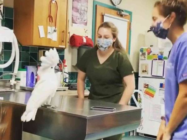 何度見ても笑顔になっちゃう！　動物病院に来たオウム　診察台の上に乗ると？
