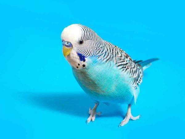 自分のおやつが少しだと知ったインコ！ いつまでも喋り続ける姿に…「ネチネチ言ってるな」