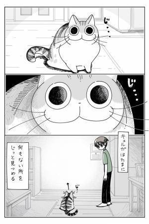 何もないところをジッと見つめる猫　飼い主が目線を合わせると？