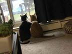 本物の兄弟のように仲よしの２匹の保護猫　一緒に窓の外を見ていると…？