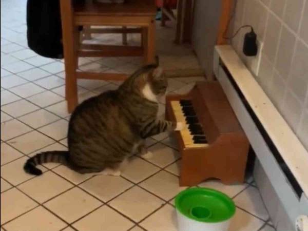 猫が奏でる『ごはんくれ』の曲に絶賛の声　「才能豊か」「ショパンを超えた」