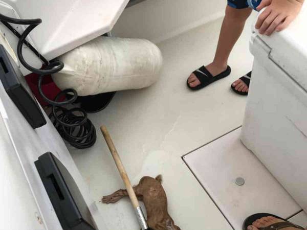 なぜそんなところに？　釣り人が助けた、海にいるはずのない『動物』とは？