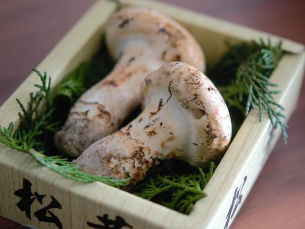 マツタケが絶滅危惧種に　日本ならではの秋の味覚として守って欲しい