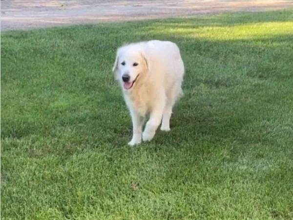 １４歳のゴールデンレトリバー　長生きの秘訣は『隣の家に遊びに行くこと』