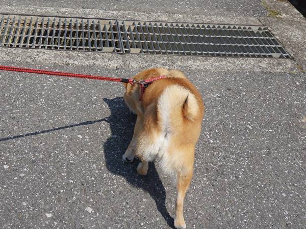 散歩中の犬が倒れていて…？　通行人の『ある行動』に称賛の声！