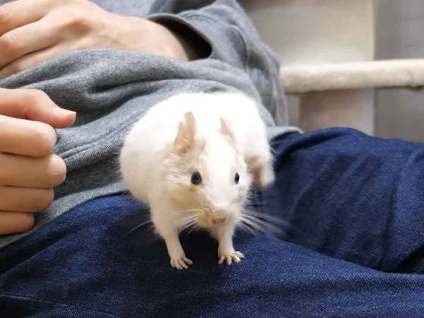 小さな体で一生懸命芸を覚える姿に胸キュン！デグーの愛らしさが全開すぎる