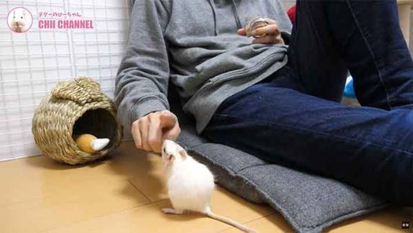 小さな体で一生懸命芸を覚える姿に胸キュン！デグーの愛らしさが全開すぎる