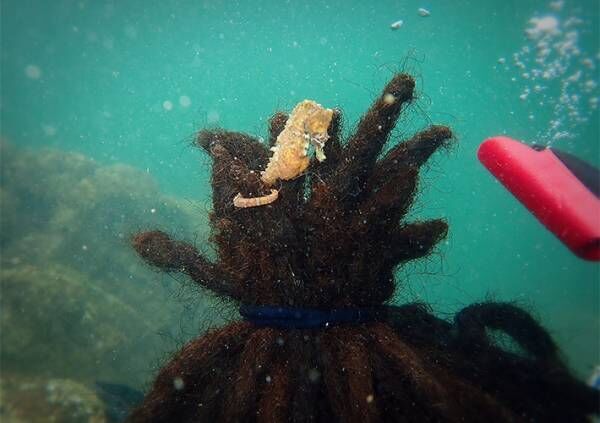 ドレッドヘアを海藻と勘違い！？　海の中で起きた『奇跡』に５万人が抱腹絶倒