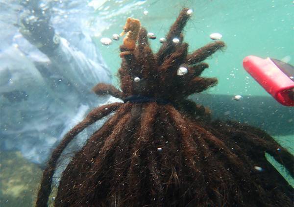 ドレッドヘアを海藻と勘違い！？　海の中で起きた『奇跡』に５万人が抱腹絶倒