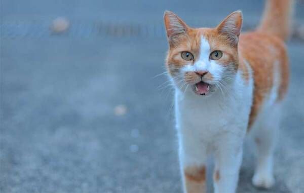 鳴きながら『何か』を訴える猫　付いて行ってみると…？