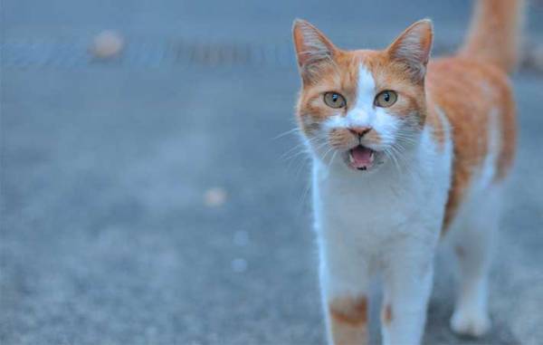 鳴きながら『何か』を訴える猫　付いて行ってみると…？
