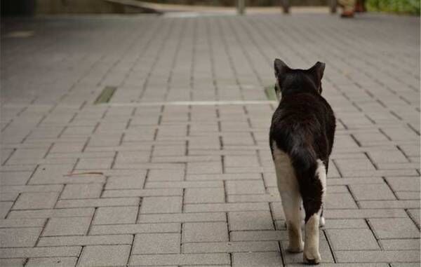 鳴きながら『何か』を訴える猫　付いて行ってみると…？