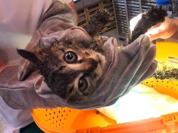 接着剤まみれの子猫を保護！！お世話するタイピーさんが優しすぎると話題