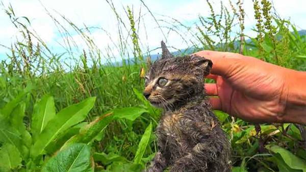接着剤まみれの子猫を保護！！お世話するタイピーさんが優しすぎると話題