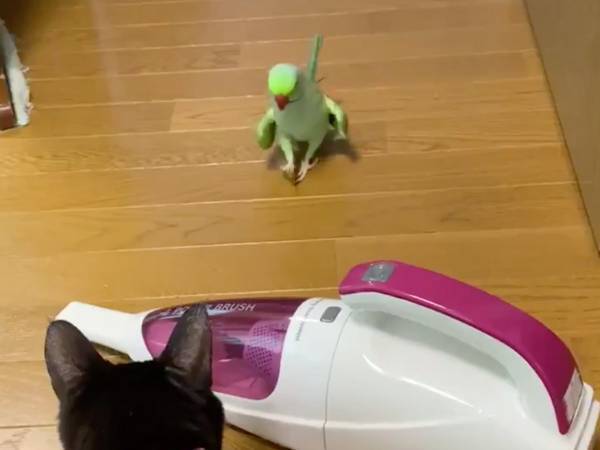 『あるもの』に少しずつ距離を詰めるインコ…　向かった先にあったのは？