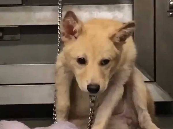 おびえた目をした子犬　保健所から引き取られた後の『変化』に反響