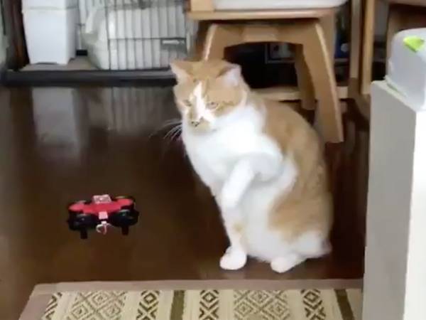 「想像以上」「声出して笑った」　３秒の『猫動画』に、吹き出す人続出！