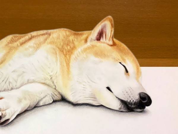 違和感に気付ける？　眠る柴犬を撮影したわけではない画像