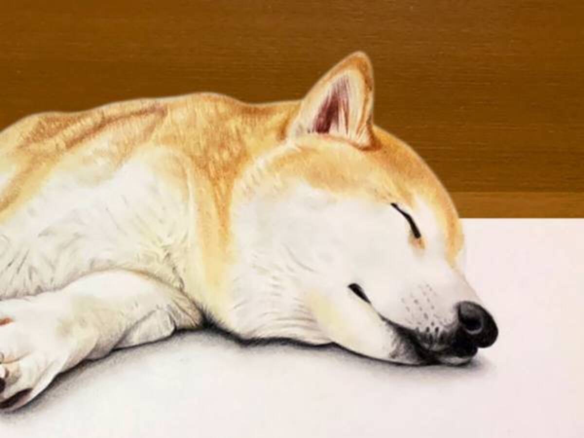 違和感に気付ける 眠る柴犬を撮影したわけではない画像 年8月28日 ウーマンエキサイト