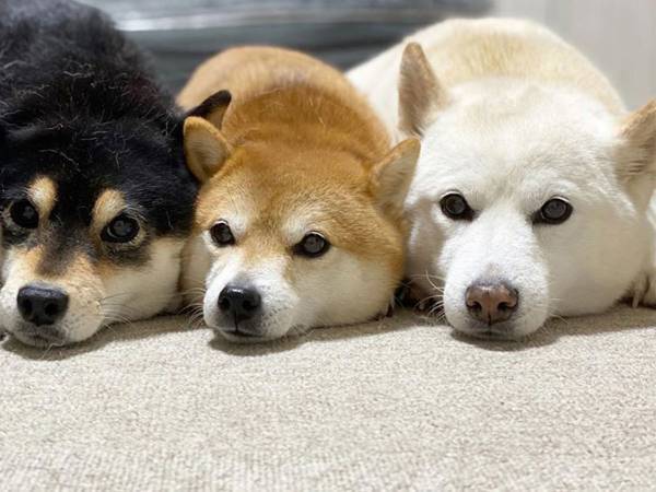 「僕は犬だもん…」　３匹の柴犬に混ざる猫の姿がこちら