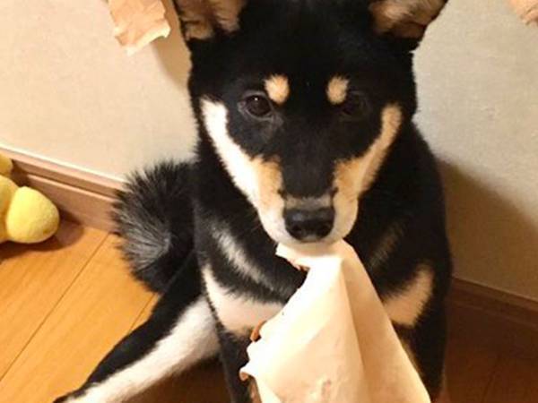 「柴犬はいいぞ…でも…」　子犬がやらかした１枚の写真に反響が上がる