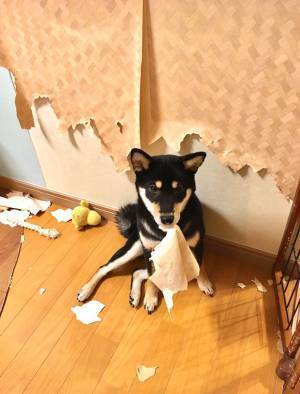 「柴犬はいいぞ…でも…」　子犬がやらかした１枚の写真に反響が上がる