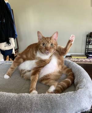 「もう何がどうなってるんだ…！？」　飼い主も困惑した１枚がこちら