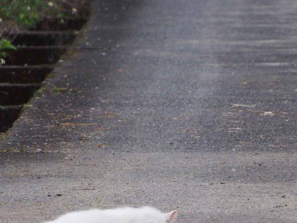 猫って液体だったっけ？！　暑さでとけてしまった猫の写真にざわついた