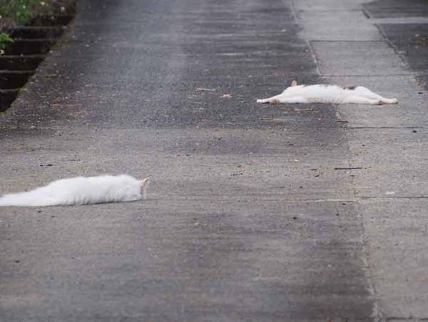 猫って液体だったっけ？！　暑さでとけてしまった猫の写真にざわついた