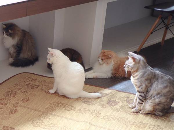 同じ方向を向く猫たち…　異様な光景に、８万人が癒された理由とは？