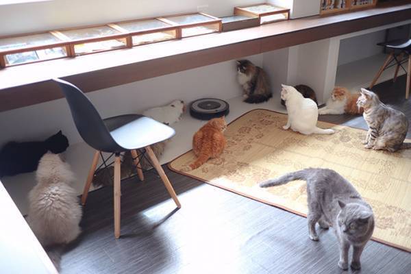 同じ方向を向く猫たち…　異様な光景に、８万人が癒された理由とは？