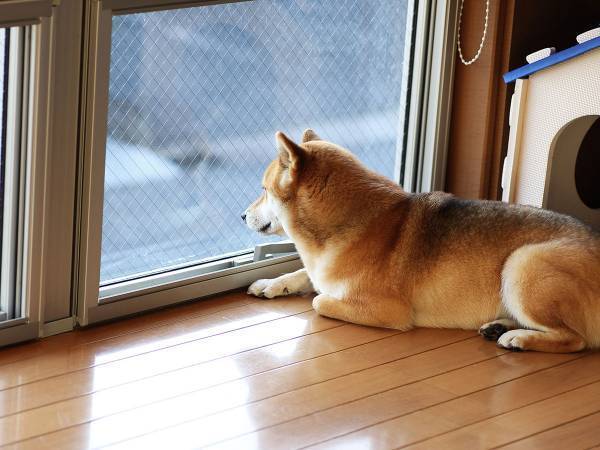 「すべての犬を家の中に」　台風上陸前、犬の飼い主が呼びかけた理由