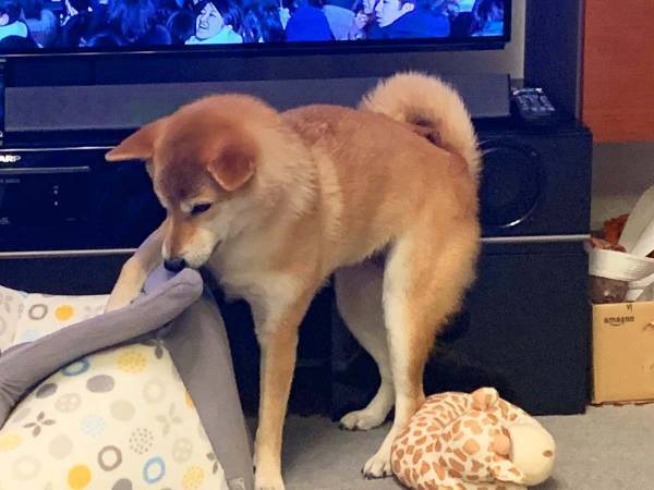 台風に備え、柴犬を家にしまおうとした飼い主　その結果に「笑った」「あるある」