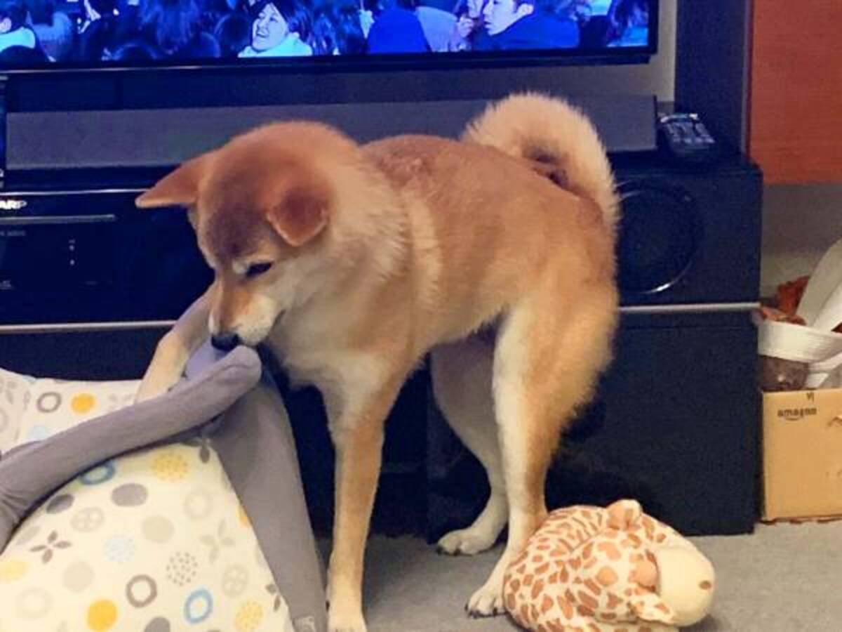 台風に備え 柴犬を家にしまおうとした飼い主 その結果に 笑った あるある 年9月5日 ウーマンエキサイト 1 2