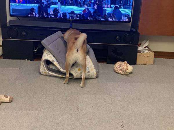 台風に備え、柴犬を家にしまおうとした飼い主　その結果に「笑った」「あるある」