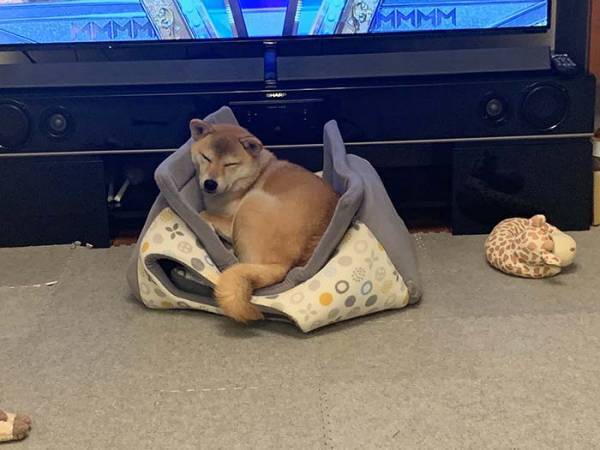 台風に備え、柴犬を家にしまおうとした飼い主　その結果に「笑った」「あるある」