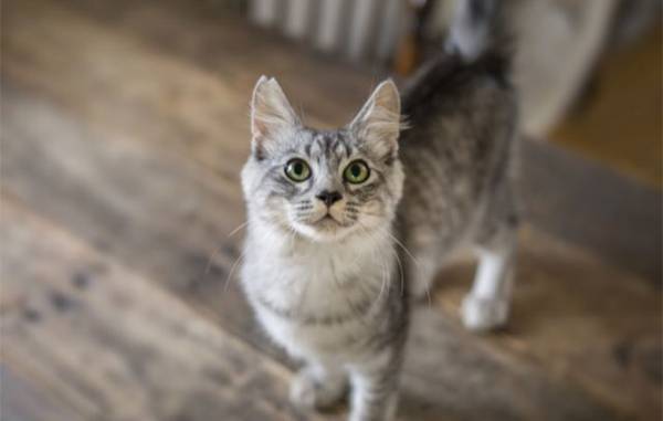 「さっきも食べたのに」　猫が何度もご飯を催促する、意外な『理由』とは？