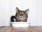 「さっきも食べたのに」　猫が何度もご飯を催促する、意外な『理由』とは？