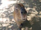 台風後のカピバラを撮った１枚が、話題に　「笑った」「ここだけ台風が停滞してる」