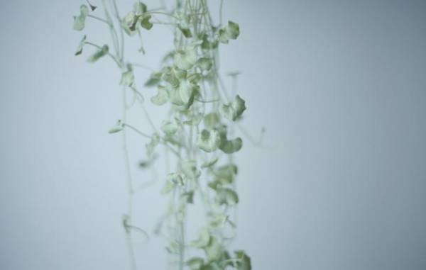 願いを、ささやかでも行動に移してみる　心と身体を喜ばせるように