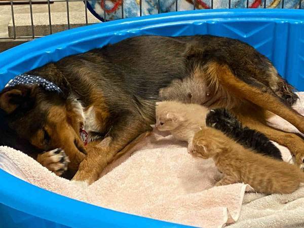 我が子を亡くした母犬に、母親のいない子猫を近づけると…　奇跡が起きた