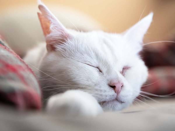 愛猫が旅立って飼い主が『知ったこと』に涙　　１０年間を振り返ると…