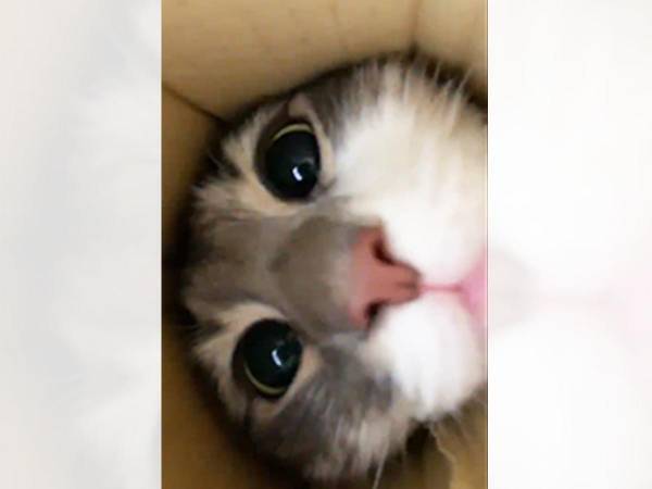 ３０万人が、飼い主の『撮影方法』に吹いた　「発想が天才」「真似してみよ！」