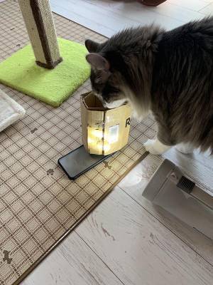 ３０万人が、飼い主の『撮影方法』に吹いた　「発想が天才」「真似してみよ！」